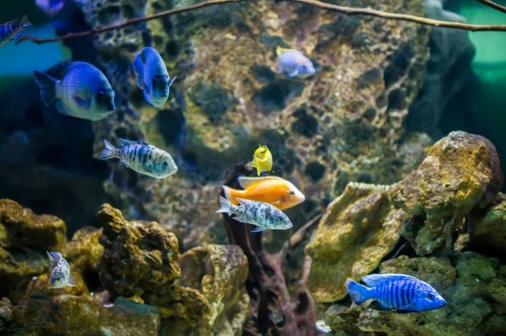 Arrecifes de Xalapa pueden desaparecer por niveles de contaminación, advierte la UNAM