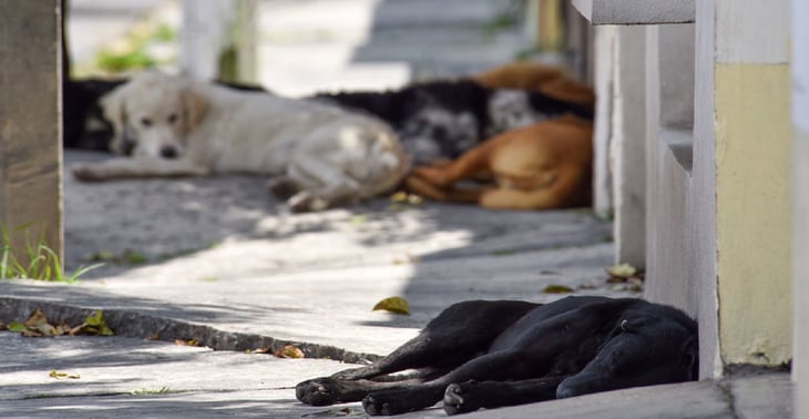 Denuncian envenenamiento de perros callejeros en Oaxaca