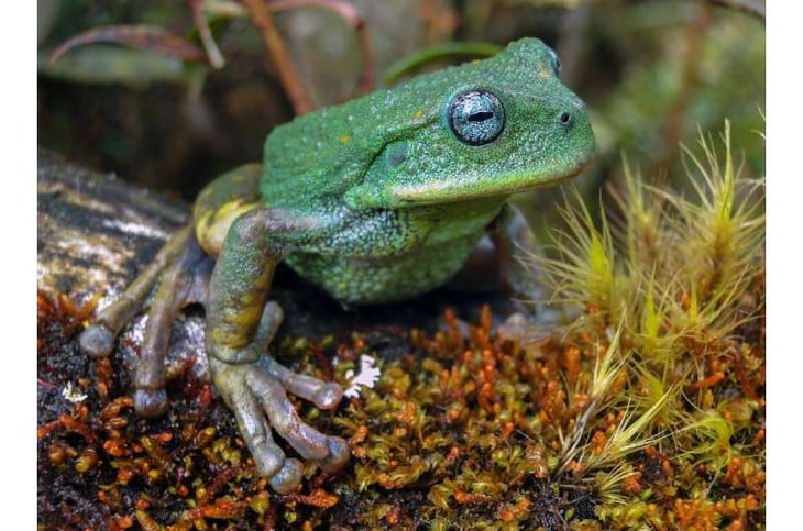 Una nueva especie de rana es descubierta en los bosques montanos del norte de Perú