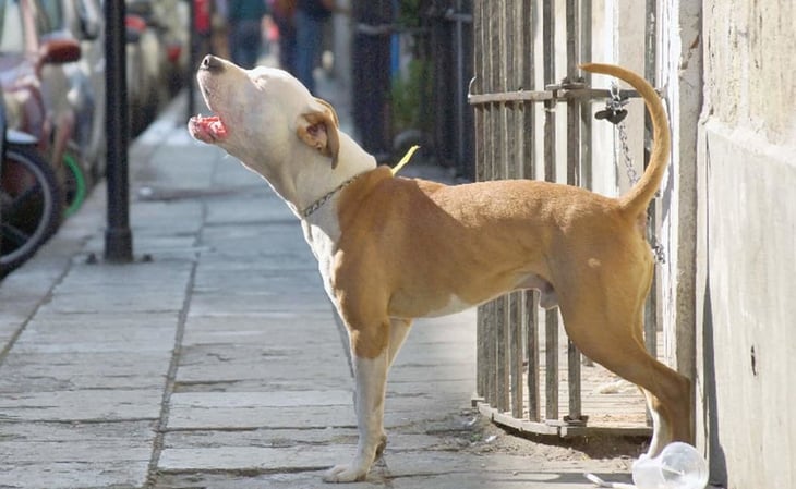 VIDEO: Graban a perros comiéndose a otro lomito en albergue de CDMX