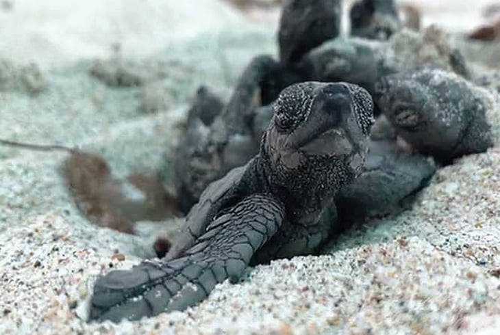 Estudia IPN a tortugas en peligro de extinción en Golfo de California