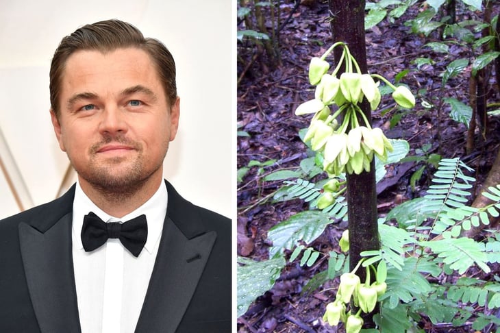 Leonardo DiCaprio; bautizan árbol tropical en su honor