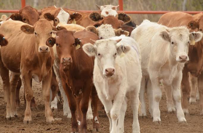 Durante el 2021 bajó 40% la exportación de ganado coahuilense hacia EU