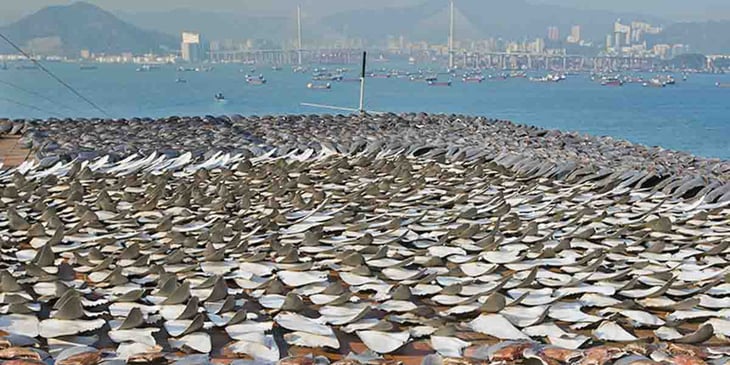 Un millón de personas piden el fin del comercio de aleta de tiburón en Europa