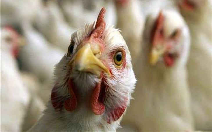 En Estados Unidos vuelve la gripe aviar; han muerto por lo menos  50 millones de aves