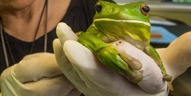 Científicos hacen crecer de nuevo las patas traseras amputadas de ranas