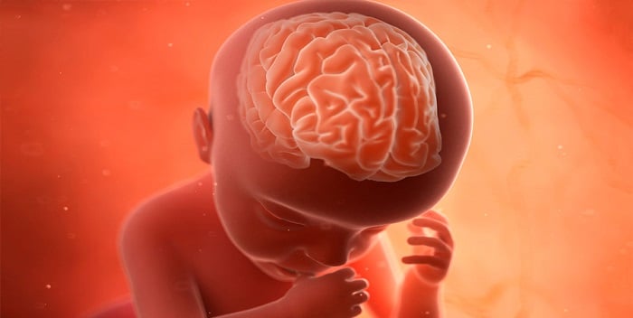 Localizan en cerebros fetales dónde se organizan las células en la corteza