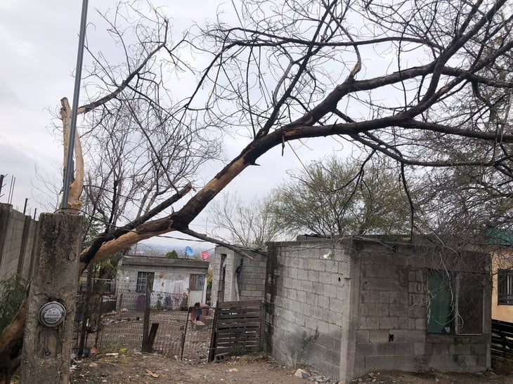 Árbol cae sobre domicilio y causa severos daños materiales en Monclova