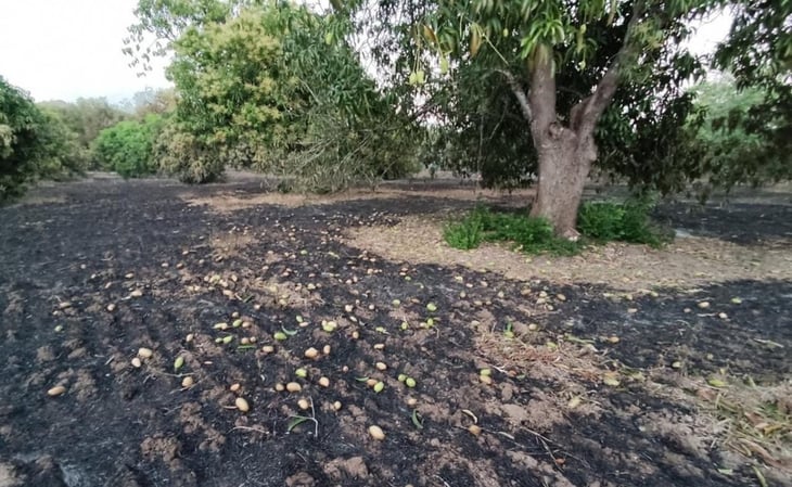 Frente frío deja pérdidas a productores de mango en Oaxaca