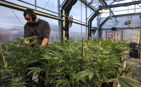 La legalización del cannabis añade miles de millones de dólares a Canadá