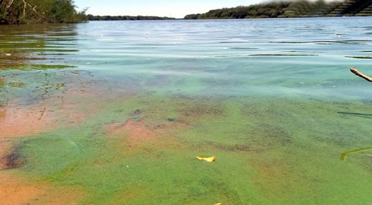 Argentina reporta presencia de algas tóxicas en diferentes playas del país