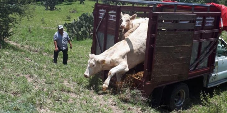 Rodrigo Cháirez: El robo de ganado disminuye en la región a comparación de otros años