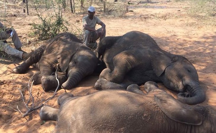 Los cazadores furtivos matan al menos a 19 elefantes en Etiopía en seis meses