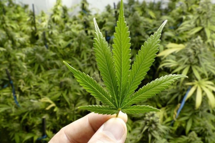 Comisión de Salud de Senado analiza regulación de cannabis