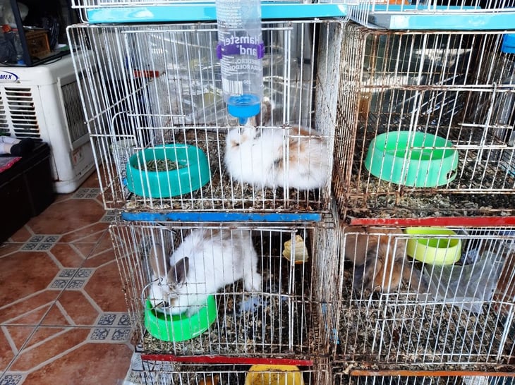 Zona Centro de Monclova  presenta venta ilegal de animales