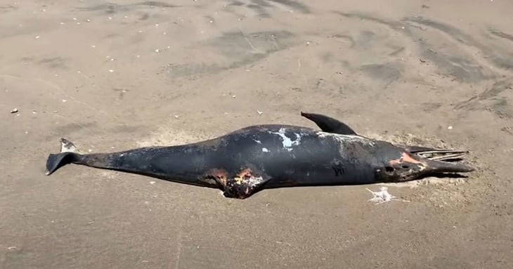 Hallan nueve delfines muertos en costas de Guasave