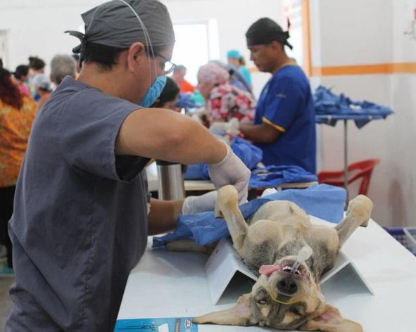 Beneficia campaña de esterilización canina en Cuatro Ciénegas
