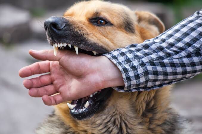 Canes atacan en las calles de Monclova