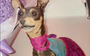 Joven diseca a su perrita chihuahua; resultado se hace viral en TikTok: 'no quedó como ella era viva'