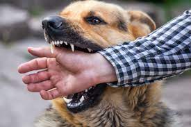 Bomberos reporta incremento en ataque de perros callejeros