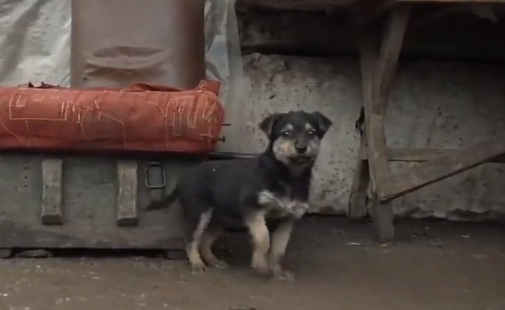 'Rambo', el cachorro adoptado que cuida a los soldados ucranianos