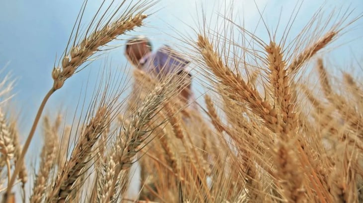 El precio del trigo marca récord en Europa por la guerra