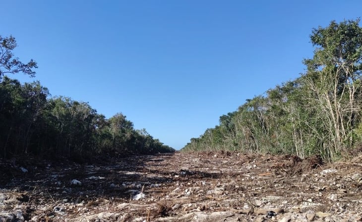 Sin permisos ambientales, gobierno quitara ocho millones 736 mil árboles