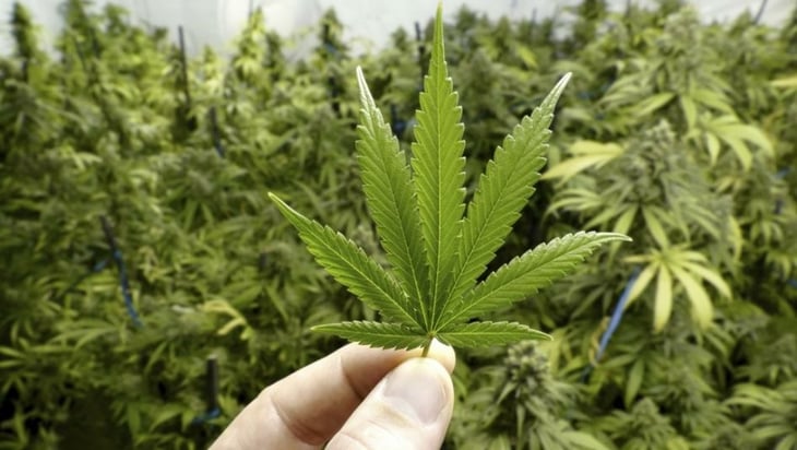 Costa Rica legaliza la producción y uso del cannabis medicinal y del cáñamo