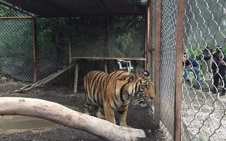 Los tres tigres decomisados en Guerrero fueron abandonados y murieron