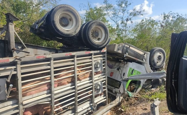 Tráiler que transportaba 200 cerdos vuelca en Mérida