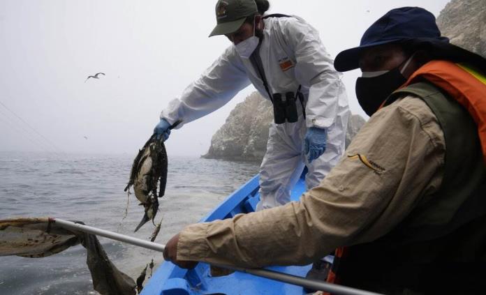Perú recuperó y rescató más de 420 aves afectadas por el derrame de Repsol