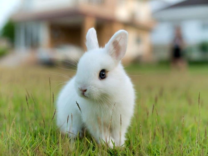 5 consejos para cuidar a un conejo doméstico