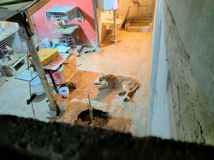 Puma en Colinas de Santiago, descansa en patios de las casas