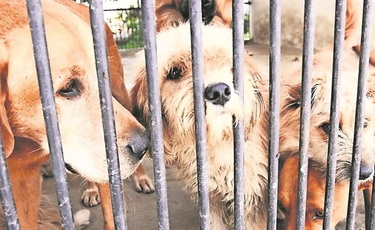 Buscan ampliar sanciones por maltrato y crueldad animal en Yucatán