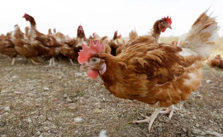 Francia sacrifica a 10 millones de aves por gripe aviar; el virus ya se ha propagado