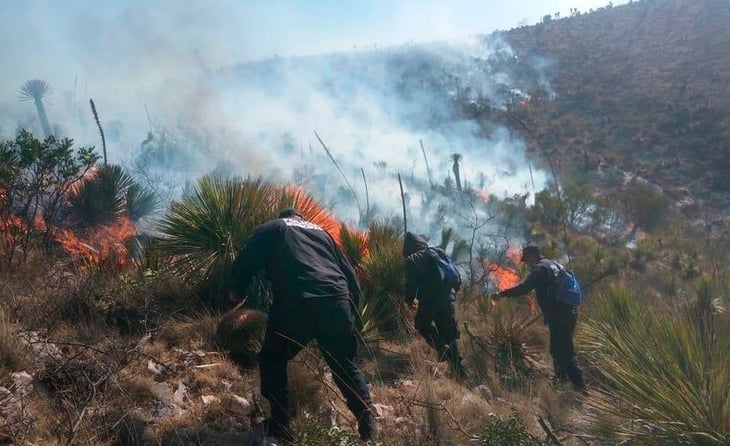 Más de 600 hectáreas afectadas por incendios forestales en tan solo un estado