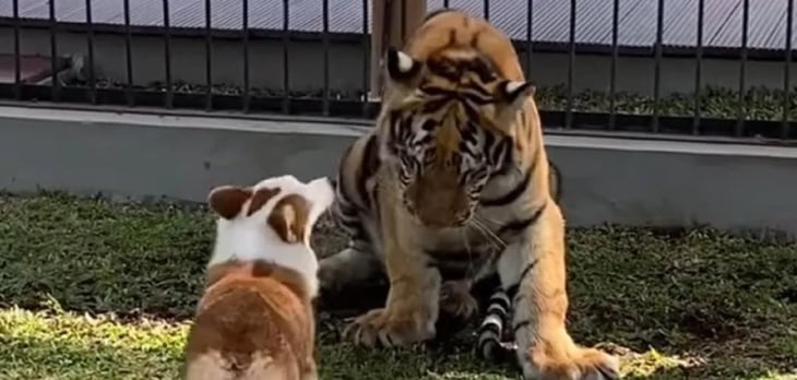 VIDEO: Perrito se vuelve amigo de un tigre y juegan juntos