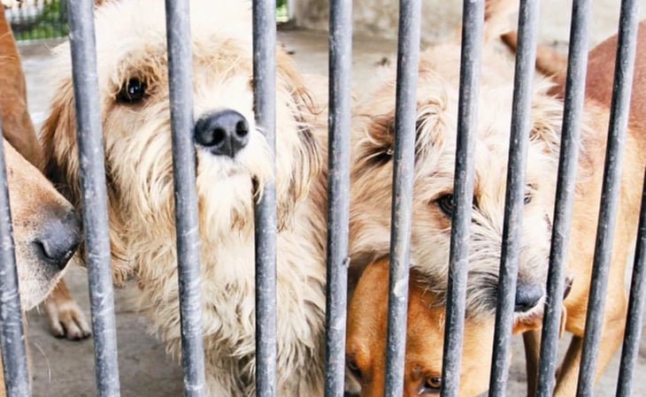 Endurecen sanciones contra maltrato y crueldad animal en Yucatán