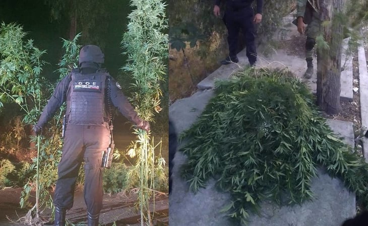 Hallan plantío de marihuana cerca de la FES Iztacala