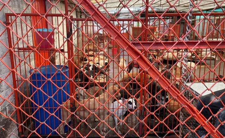 Alistan brigada para atender a mil perros rescatados de refugio