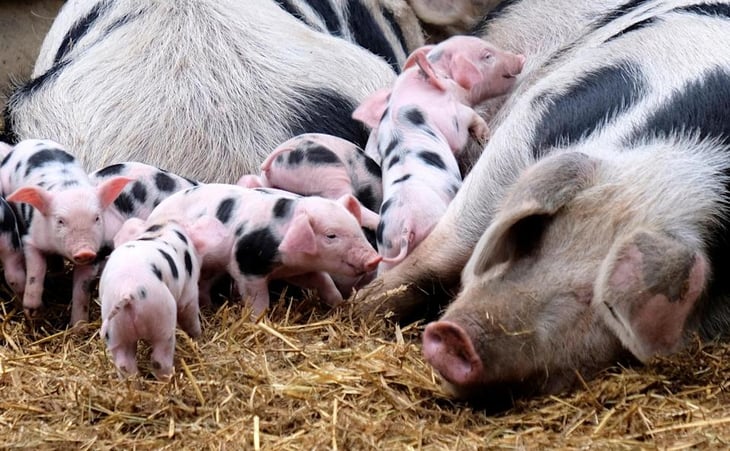 El presidente cubano critica la baja producciòn de carne de cerdo en el país