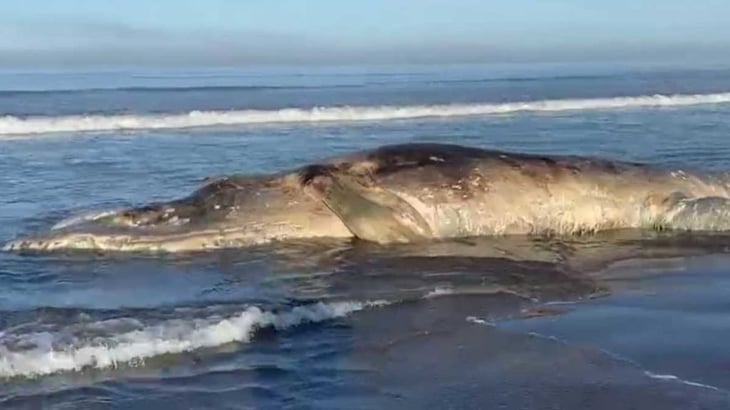 Descubren otra ballena muerta en playas de Sinaloa