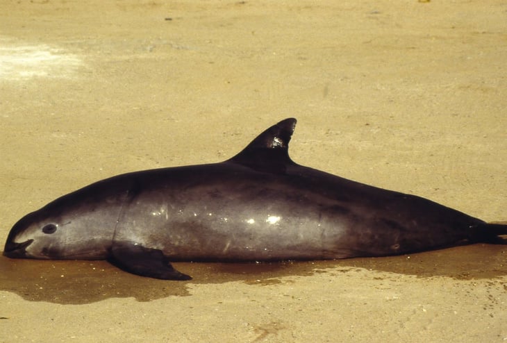 Comisión ambiental aconseja abrir un expediente sobre la vaquita marina