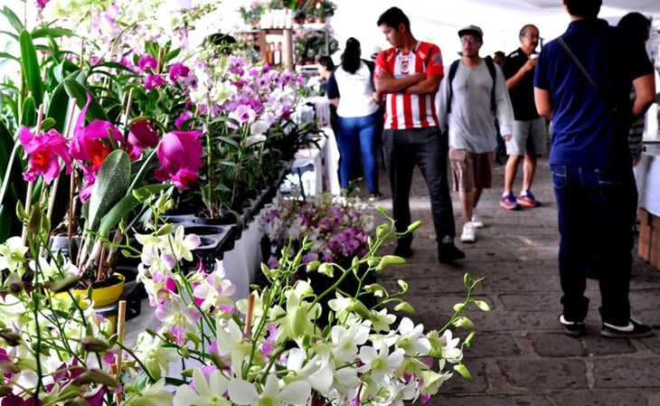 México posee mil 200 especies de orquídeas, la flor que vive un boom
