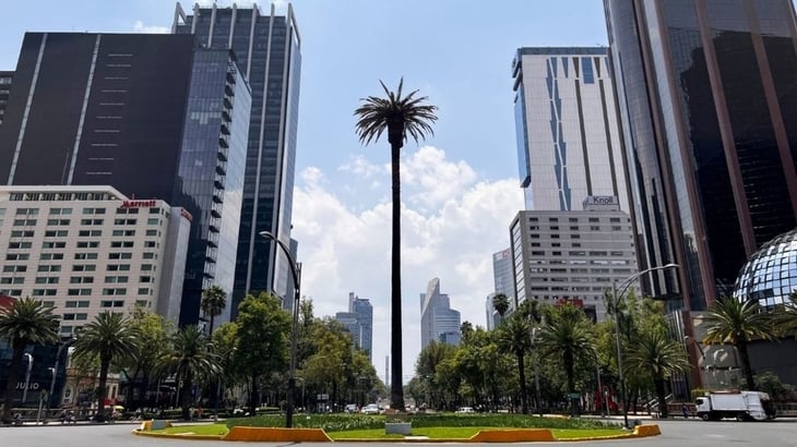 Retirarán icónica palma de Paseo de la Reforma