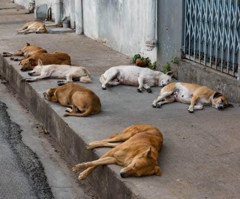 12 reportes semanales de perros con garrapatas en Monclova