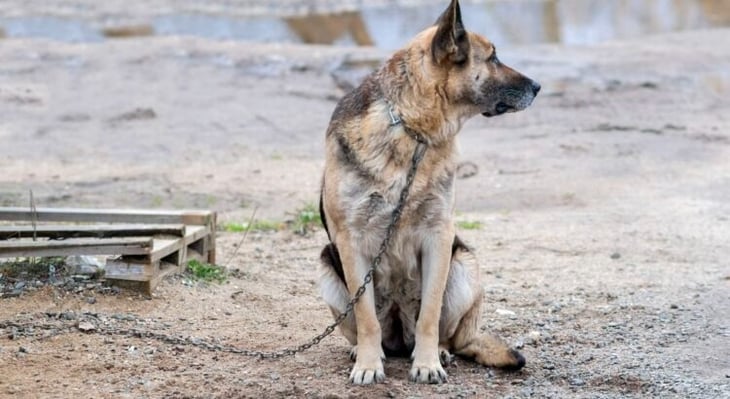 Protección y Control Animal de Monclova atiende llamados por animales maltratados