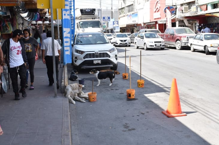 Jauría de perros en la zona comercial de Monclova causa temor a tranesuntes