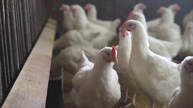 Secretaría de Agricultura detecta brote de gripe aviar en Coahuila