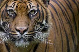 Indonesia investiga la muerte de tres tigres de Sumatra con trampas lazo